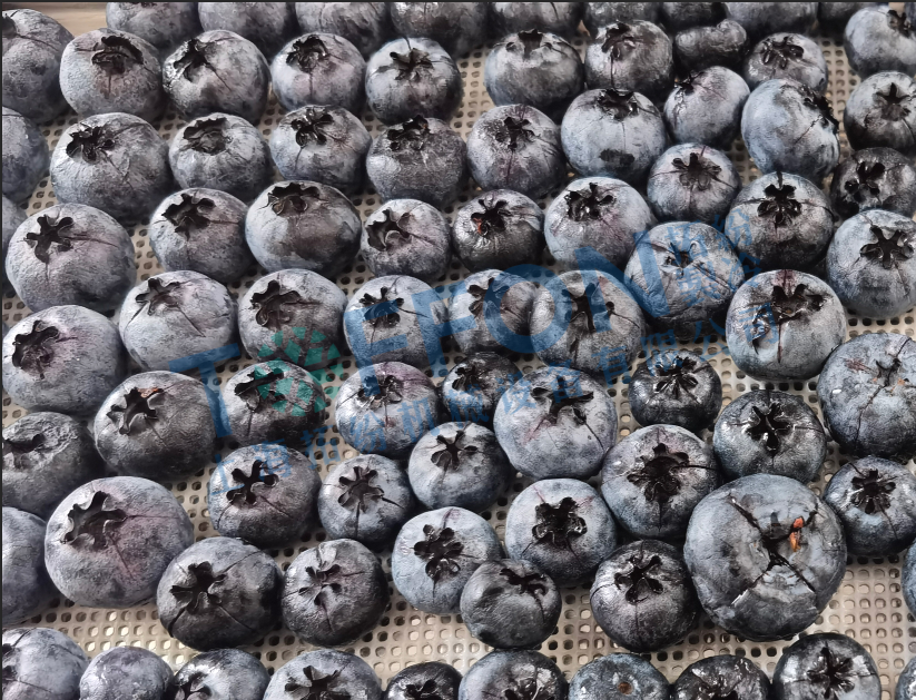 藍(lán)莓凍干：食品真空冷凍干燥機(jī)應(yīng)用于藍(lán)莓凍干試驗(yàn)